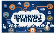 狐狸抢走钱包：探索惊险